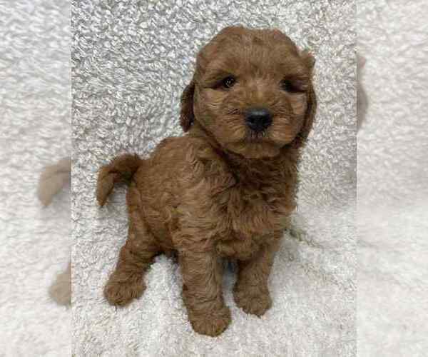 Medium Photo #1 Goldendoodle (Miniature) Puppy For Sale in HULL, IA, USA