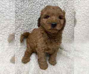 Medium Goldendoodle (Miniature)