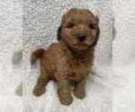 Puppy 1 Goldendoodle (Miniature)