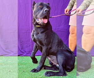 Mutt Dogs for adoption in Goodyear, AZ, USA