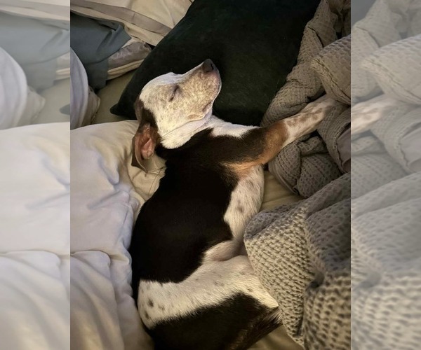 Medium Photo #9 Mutt Puppy For Sale in Holly Springs, NC, USA