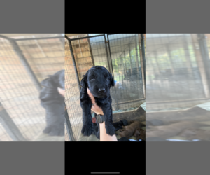 Labrador Retriever Puppy for Sale in LORENA, Texas USA