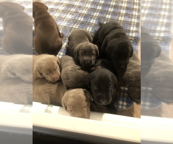 Medium Photo #6 Labrador Retriever Puppy For Sale in FRAZIER PARK, CA, USA