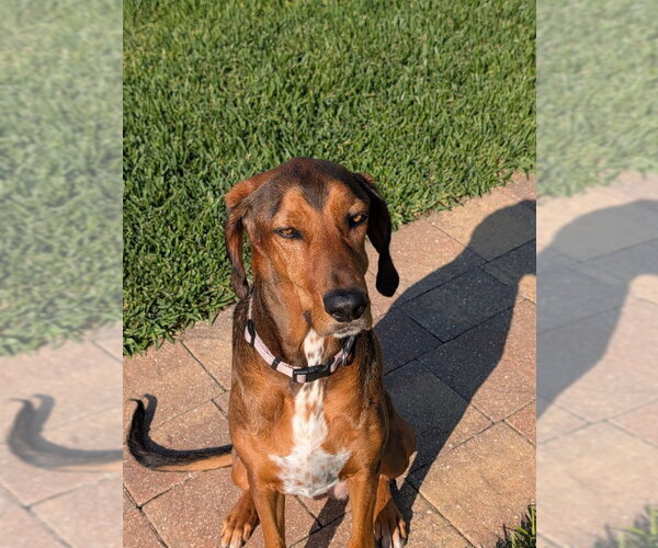 Medium Photo #4 Bluetick Coonhound Puppy For Sale in Tampa, FL, USA