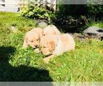 Small Photo #4 Golden Retriever Puppy For Sale in ARCHBALD, PA, USA
