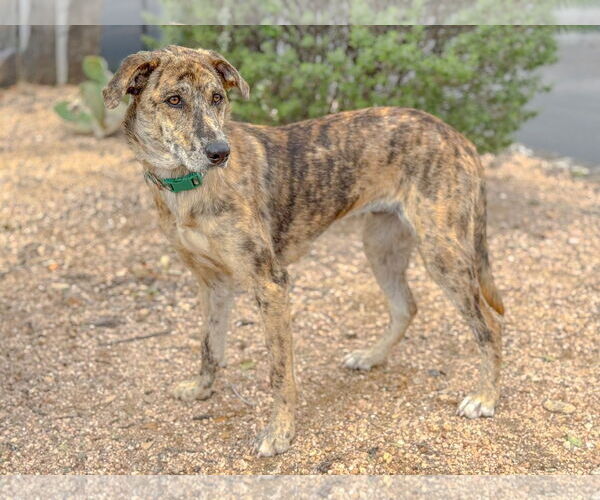 Medium Photo #1 Catahoula Leopard Dog-Unknown Mix Puppy For Sale in PIPE CREEK, TX, USA