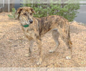 Catahoula Leopard Dog-Unknown Mix Dogs for adoption in PIPE CREEK, TX, USA