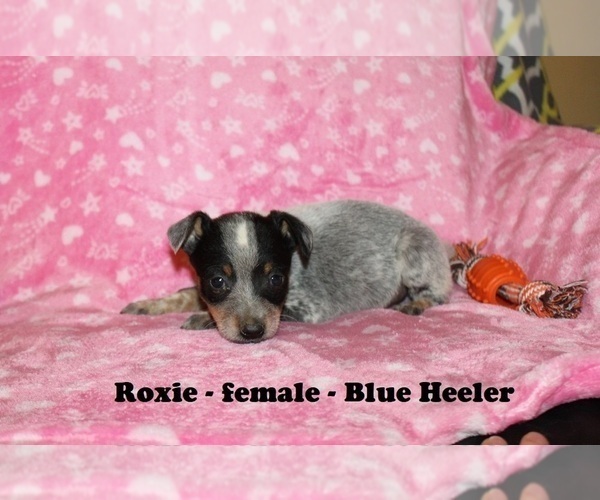 Medium Photo #2 Australian Cattle Dog-Rat Terrier Mix Puppy For Sale in CLARKRANGE, TN, USA