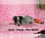 Small Photo #2 Australian Cattle Dog-Rat Terrier Mix Puppy For Sale in CLARKRANGE, TN, USA