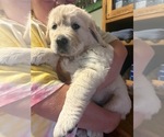 Small #1 English Cream Golden Retriever