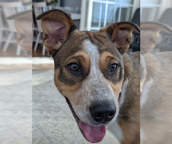 Medium Photo #9 Collie-German Shepherd Dog Mix Puppy For Sale in East Derry, NH, USA