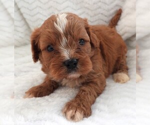 Cavapoo Puppy for sale in CARLISLE, KY, USA