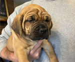 Small #6 Boerboel-Cane Corso Mix