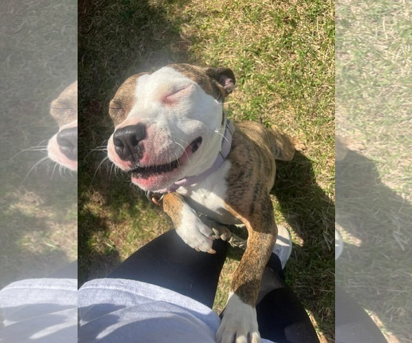Medium Photo #3 Mutt Puppy For Sale in Rustburg, VA, USA