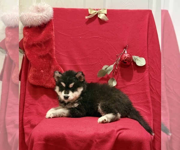 Medium Photo #2 Siberian Husky Puppy For Sale in ALTON, IL, USA