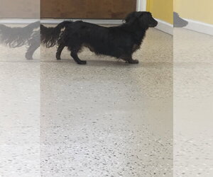 Bear - Male Dachshund Dog for Adoption - Photo #3