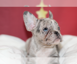 French Bulldog Puppy for sale in ECHO LAKE, IL, USA