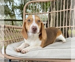 Small Photo #10 Beagle Puppy For Sale in OCALA, FL, USA