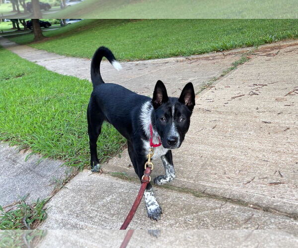 Medium Photo #3 Mutt Puppy For Sale in Garden City, NY, USA