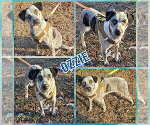 Beagle-Unknown Mix Dogs for adoption in Blacksburg, SC, USA