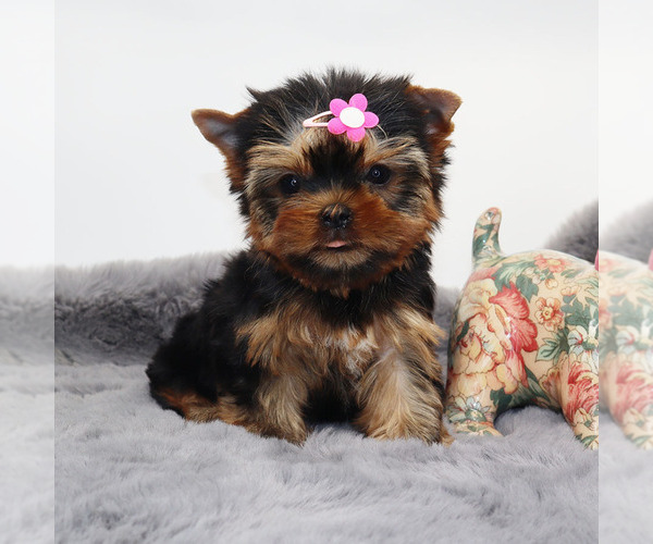 Medium Photo #2 Yorkshire Terrier Puppy For Sale in LOS ANGELES, CA, USA