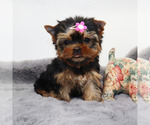 Small #1 Yorkshire Terrier