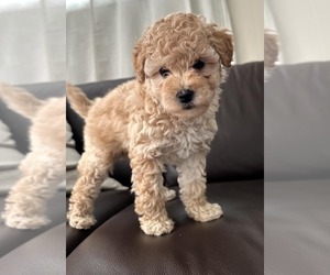 Medium Goldendoodle mix (+ Poodle Miniature)