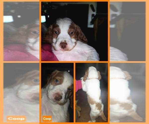 Medium Photo #4 Brittany Puppy For Sale in EAST DUBUQUE, IL, USA