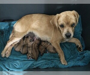 Mother of the Puggle-Shih Tzu Mix puppies born on 03/15/2024