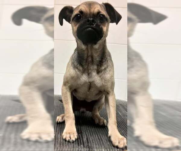 Medium Photo #8 Puggle Puppy For Sale in Corona, CA, USA