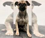 Small #7 Puggle