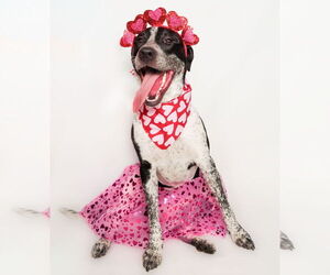 American Staffordshire Terrier-Greyhound Mix Dogs for adoption in phoenix, AZ, USA