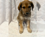 Small Golden Retriever