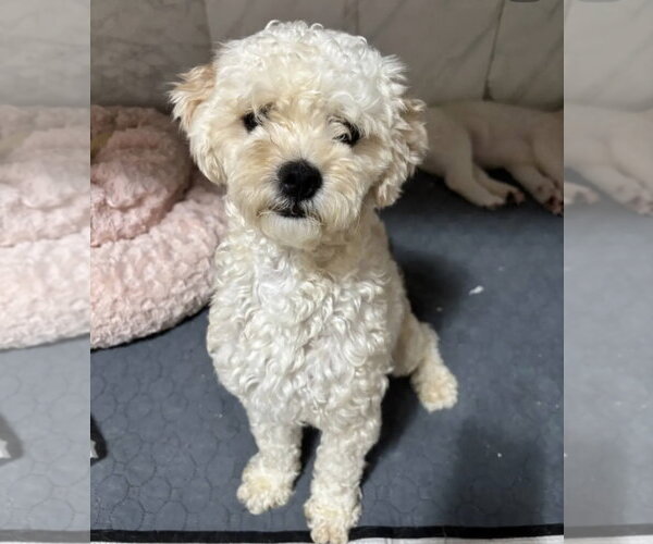 Medium Photo #3 Poodle (Miniature) Puppy For Sale in Agoura Hills, CA, USA