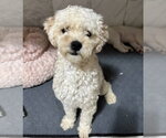 Small #2 Poodle (Miniature)