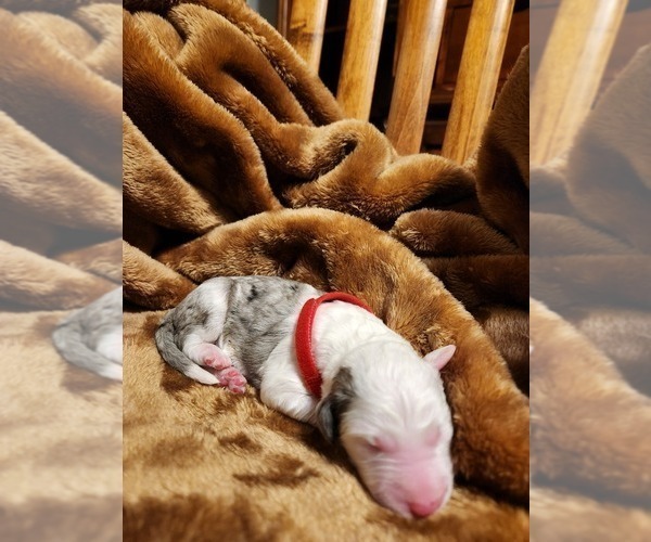 Medium Photo #74 Sheepadoodle Puppy For Sale in LEHI, UT, USA