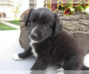 Australian Shepherd-Schnauzer (Standard) Mix Puppy for sale in DEFIANCE, OH, USA