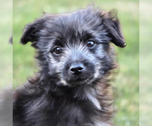 Medium Photo #2 Maltichon Puppy For Sale in San Diego, CA, USA