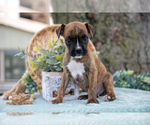 Small Photo #5 Boxer Puppy For Sale in KIRKWOOD, PA, USA