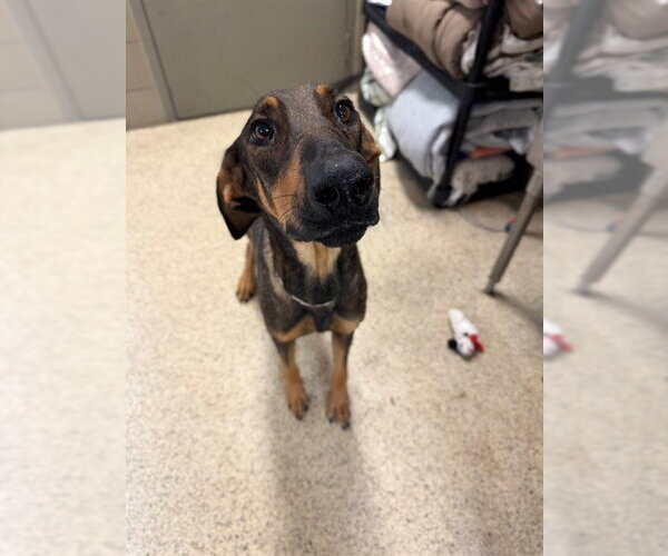 Medium Photo #1 Doberman Pinscher-Unknown Mix Puppy For Sale in Riverside, CA, USA