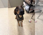 FLOWER - Female Doberman Pinscher-Unknown Mix Dog for Adoption - Small photo