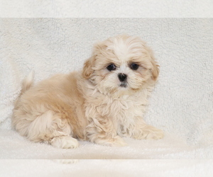 Shih Tzu Puppy for sale in SHILOH, OH, USA