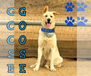 Shepradors Dogs for adoption in Riverside, CA, USA