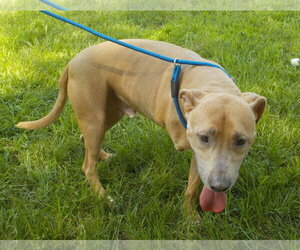 261003  Skip - Male American Pit Bull Terrier-Unknown Mix Dog for Adoption - Photo #4
