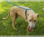 Small #3 American Pit Bull Terrier Mix