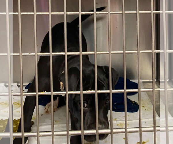 Medium Photo #1 Boxer-Unknown Mix Puppy For Sale in Amarillo, TX, USA