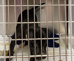 Boxer-Unknown Mix Dogs for adoption in Amarillo, TX, USA