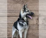 Small #3 German Shepherd Dog