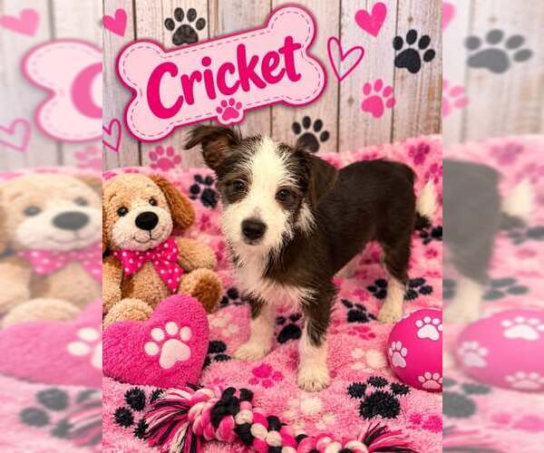 Medium Photo #1 Mutt Puppy For Sale in Jackson Township, NJ, USA