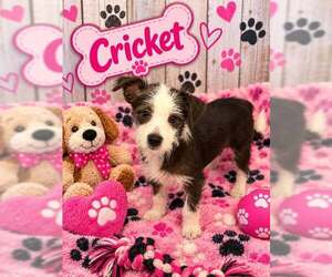 Mutt Dogs for adoption in Jackson Township, NJ, USA
